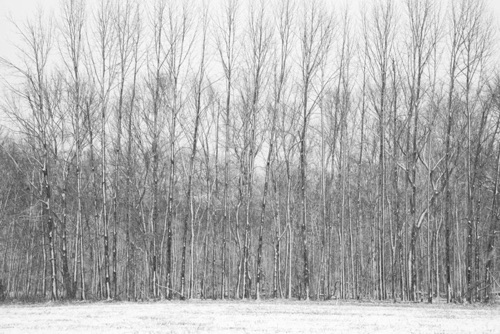 Forest in Snow Great Swamp National Wildlife Refuge New Jersey (SA).jpg